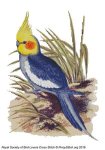 (image for) RSBL Cockatoo Cockatiel